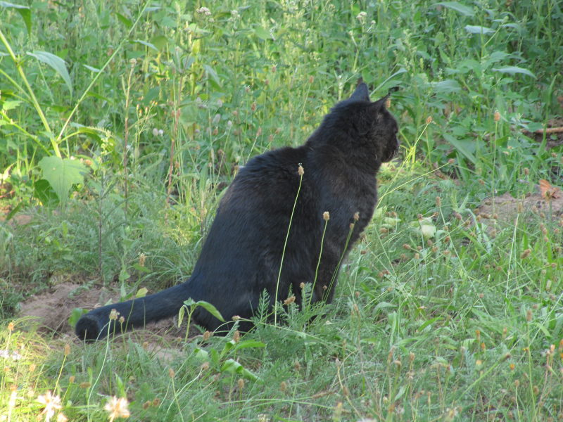 Kater-Geschäft