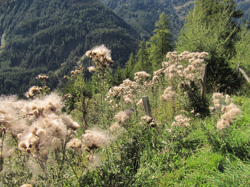 Wanderung in Hinterbichl 7