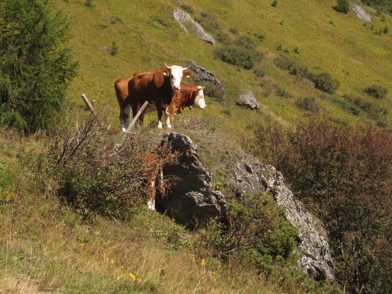 Wanderung in Hinterbichl 18