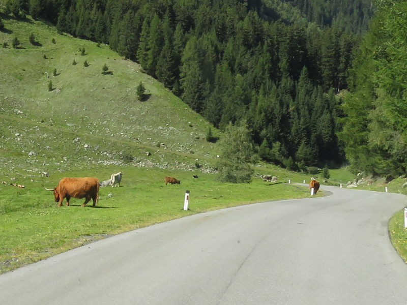 Tiere direkt an der Straße