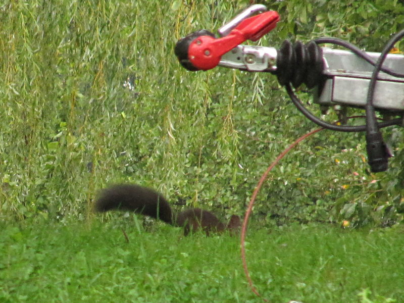 Eichhörnchen