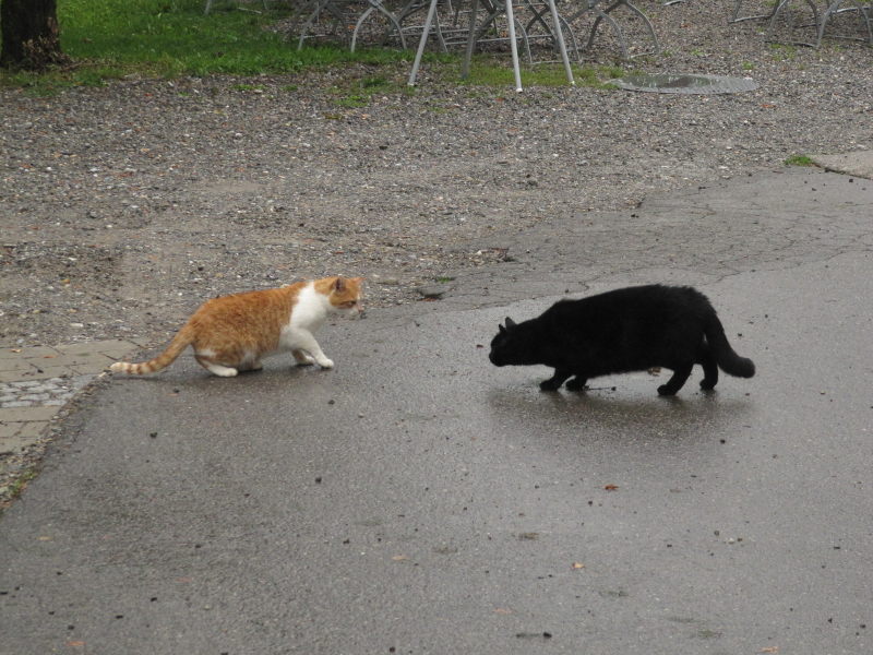 Katzen vom Campingplatz 1