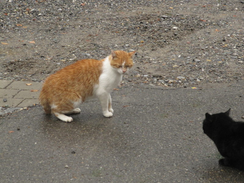 Katzen vom Campingplatz 2