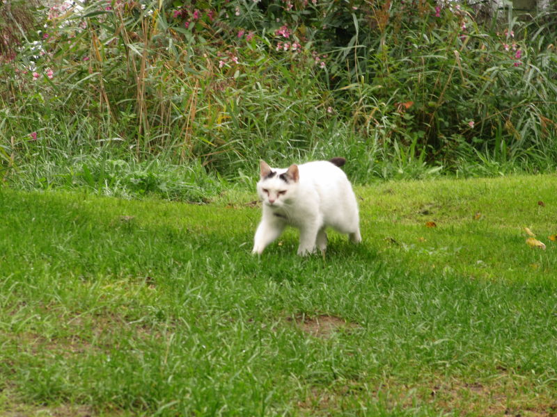 Katzen vom Campingplatz 3