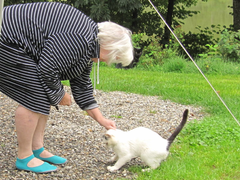 Katzen vom Campingplatz 4