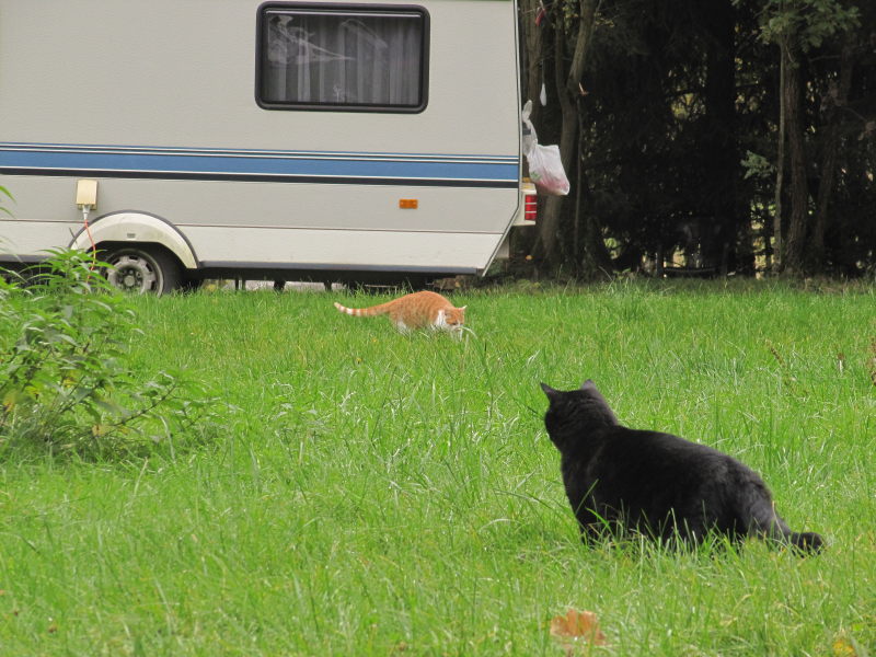 Veveri-Camping - noch eine Katze