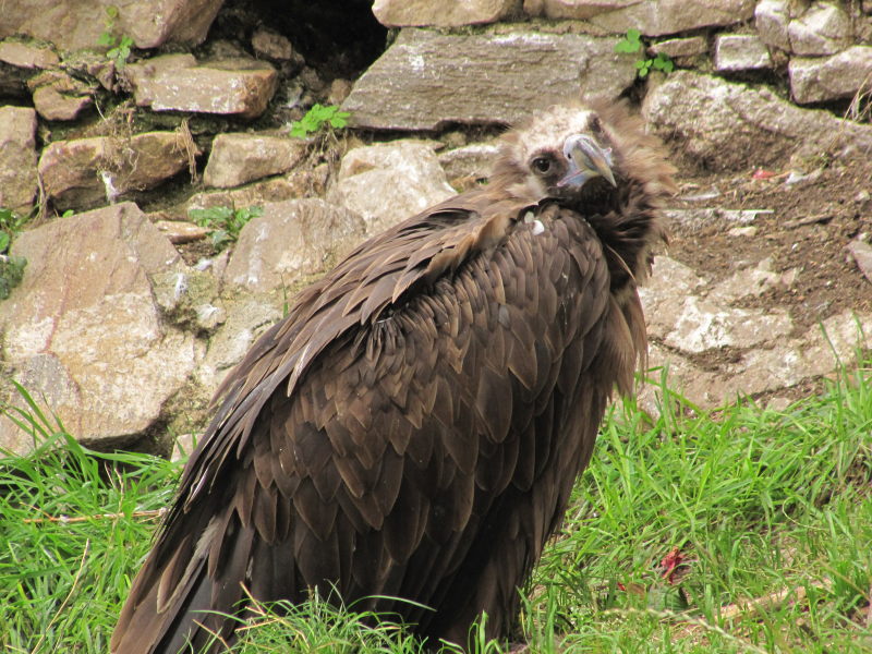 In der Adler-Arena Landskron 4