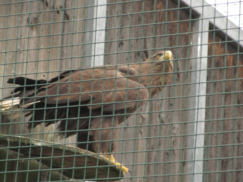 In der Adler-Arena Landskron 6