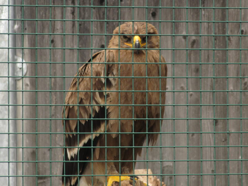 In der Adler-Arena Landskron 8