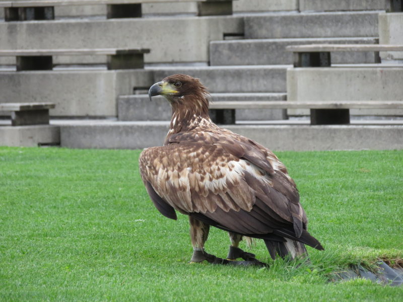 In der Adler-Arena Landskron 15