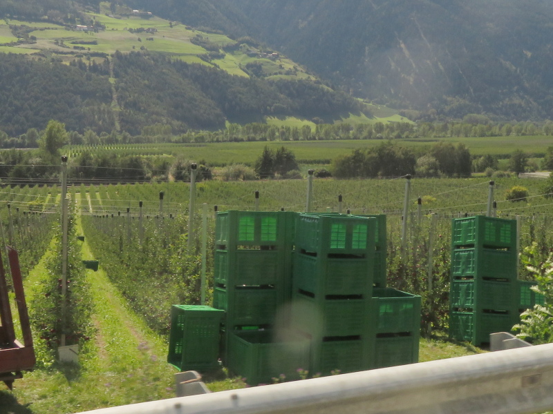 Apfelernte im Vinschgau 5