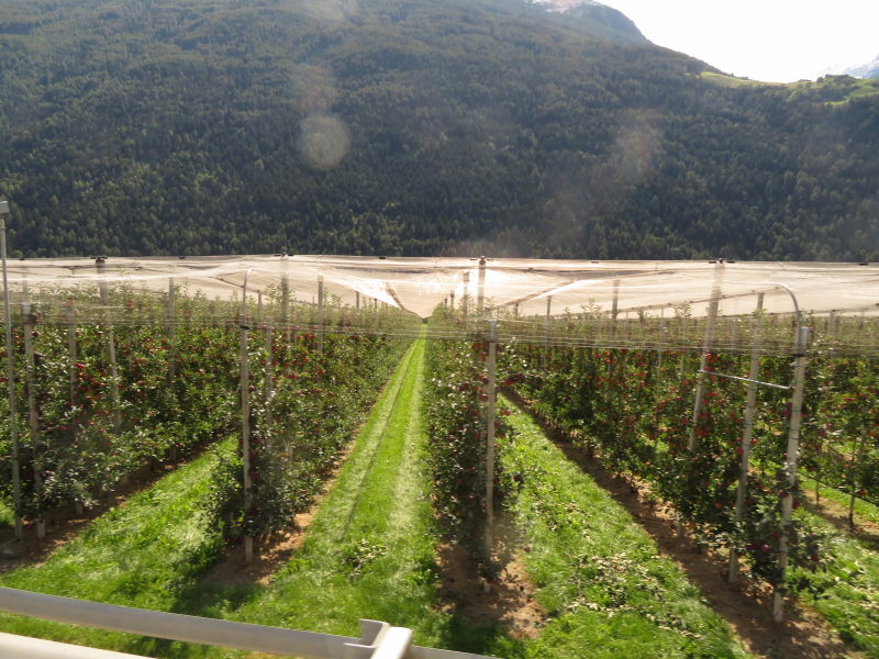 Apfelernte im Vinschgau 7