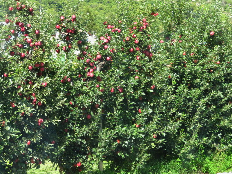 Apfelernte im Vinschgau 2