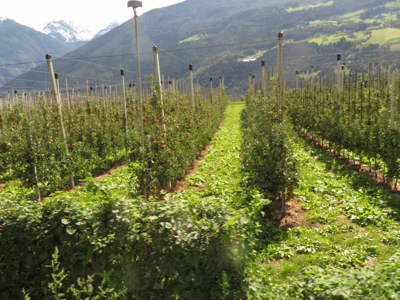 Apfelernte im Vinschgau 4