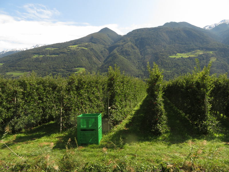 Apfelernte im Vinschgau 1