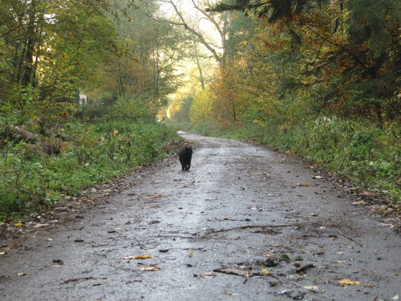 Bernstein im Wald 2