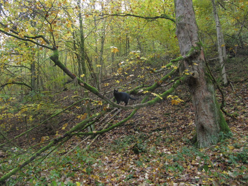 Bernstein im Wald 1