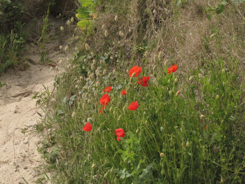 Mohn