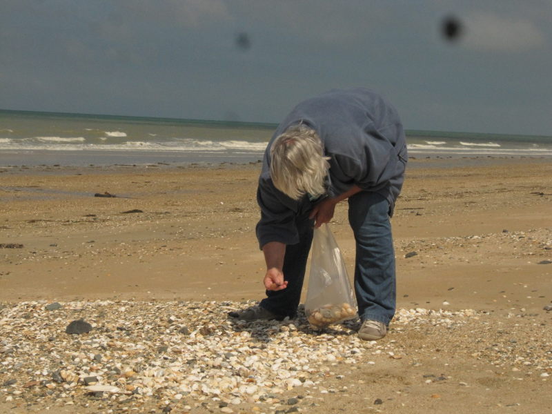 Wir suchen Muscheln 2