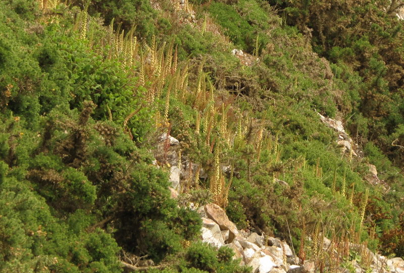 Steinbruch am Kuckucksfelsen 4