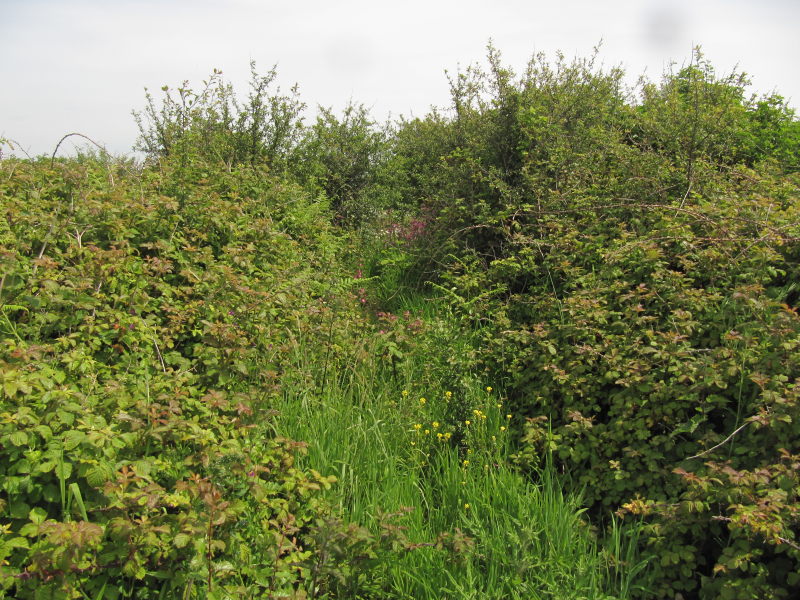 Weg zum Kuckucksfelsen 7