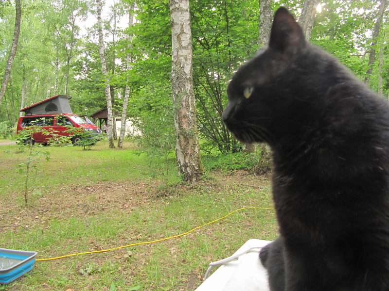 Kater auf dem Campingplatz 1