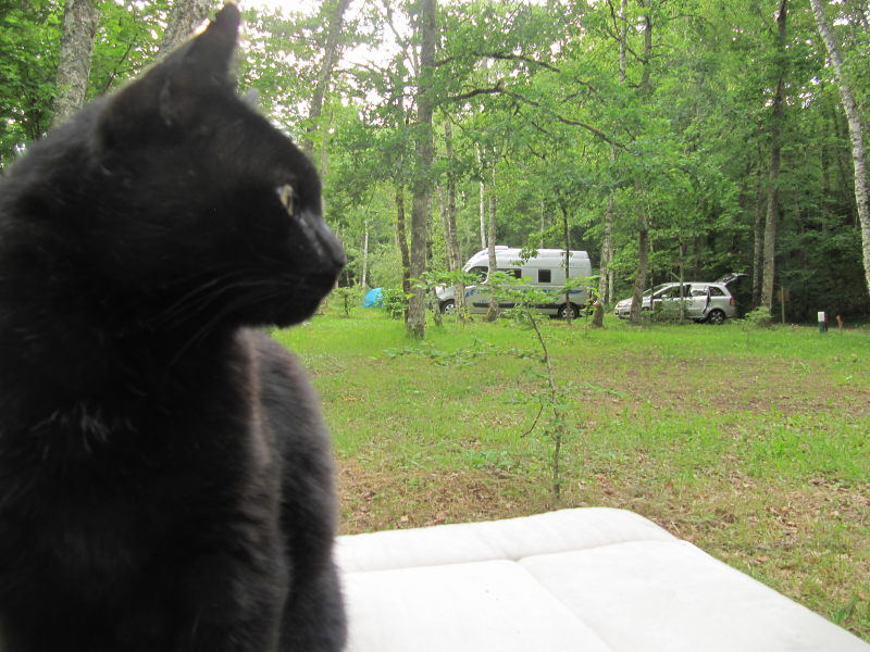 Kater auf dem Campingplatz 2