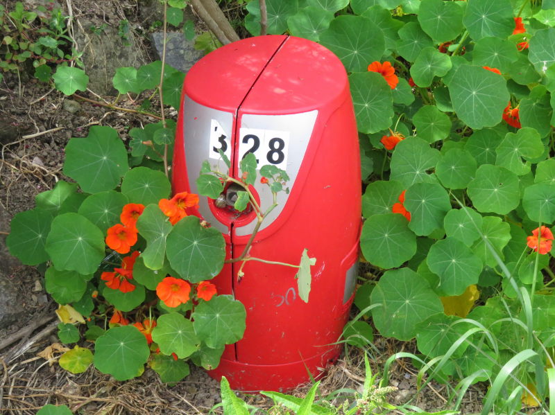 Neuer Hydrant mit Kapuzinerkresse