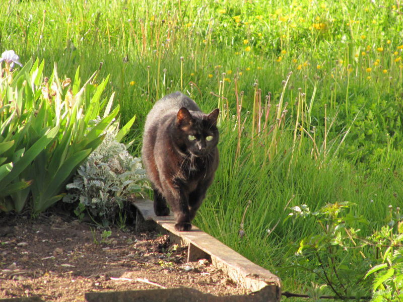 Der Kater vom Campingplatz Long