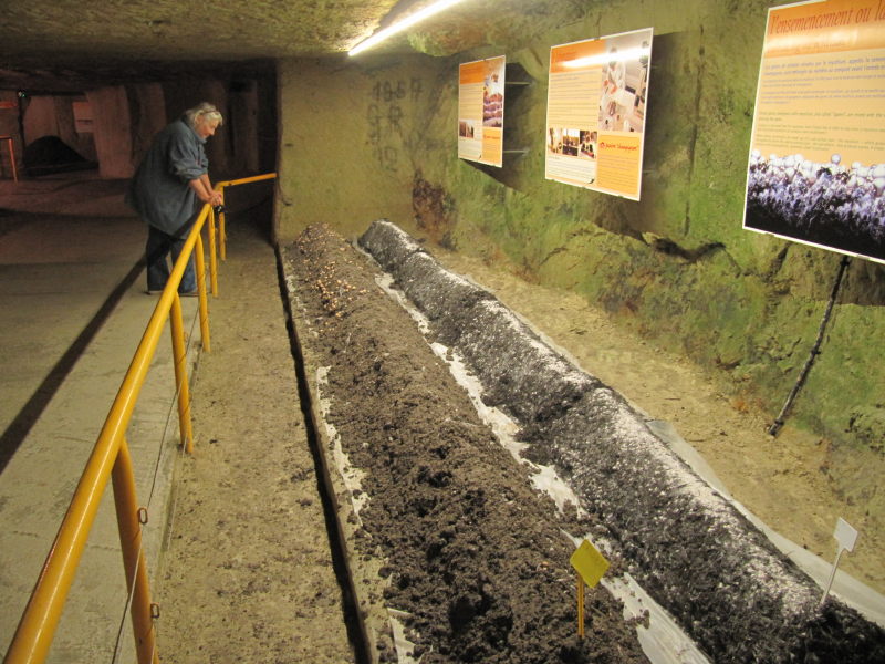 Pilz-Museum bei Saumur 9