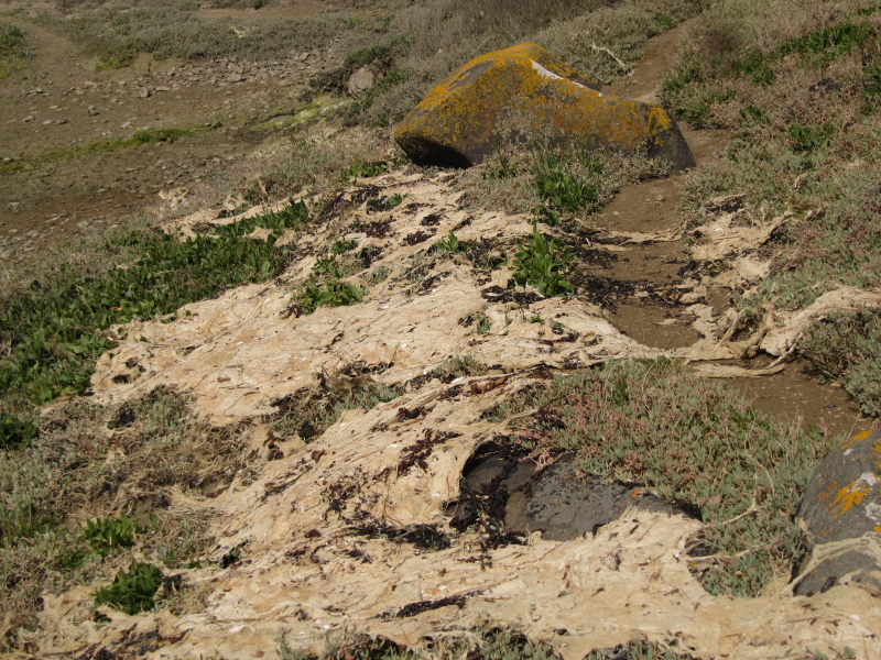 Die Rotheneuf-Bucht ohne Wasser 7