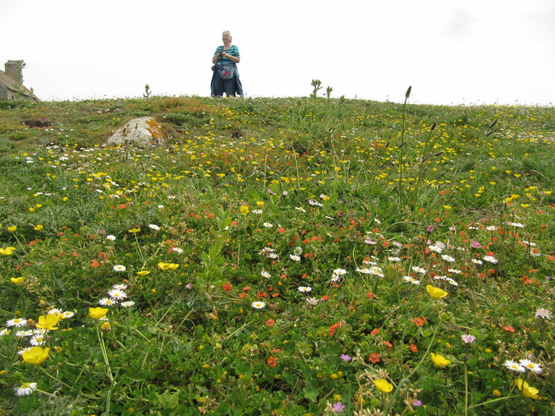 Tatihou Blumenwiese