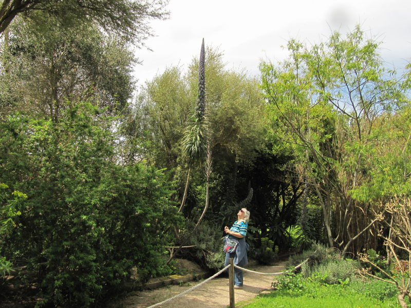 Tatihou Botanischer Garten 2