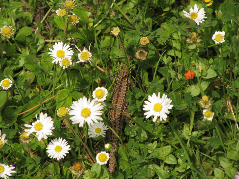 Tatihou Botanischer Garten 3