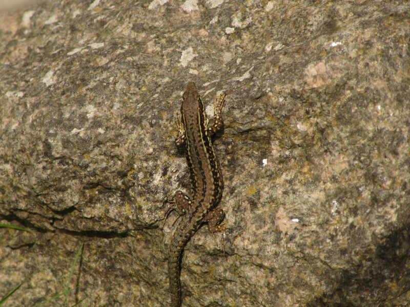 Tatihou Botanischer Garten 4