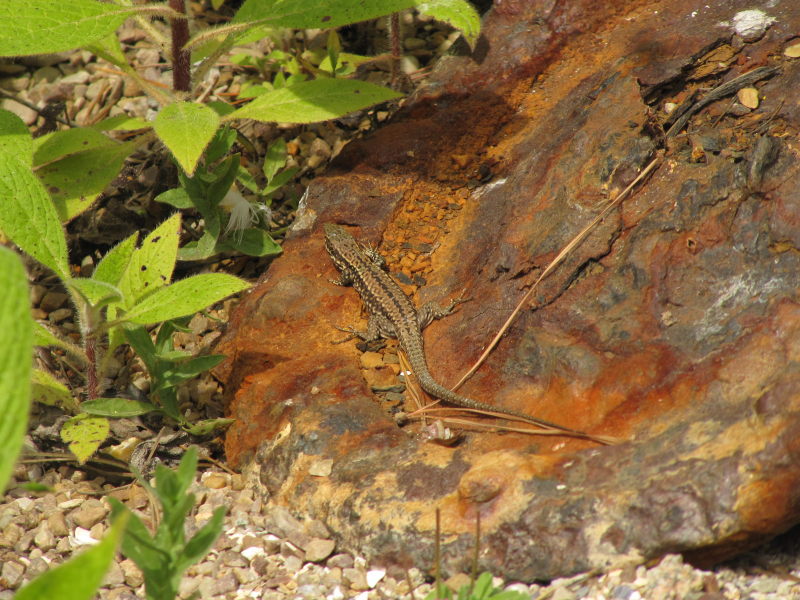 Tatihou Botanischer Garten 5