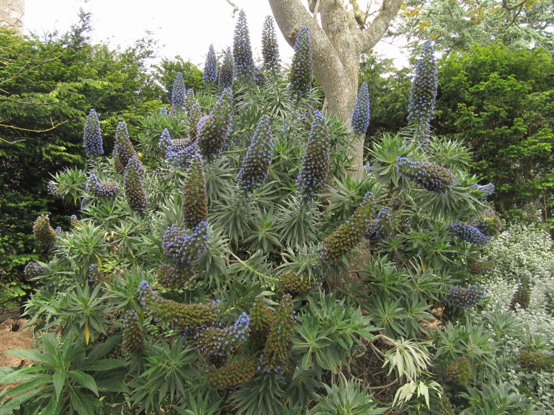 Tatihou Botanischer Garten 7