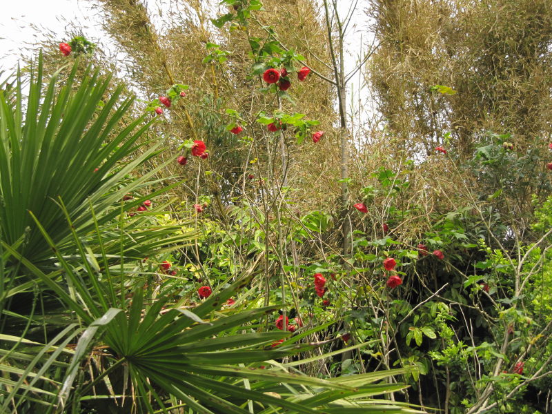 Tatihou Botanischer Garten 8