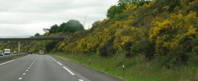 Autobahn Ginster