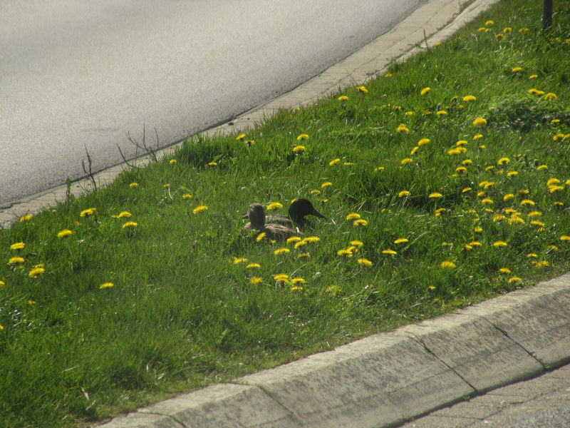 Enten im Mittelstreifen naeher