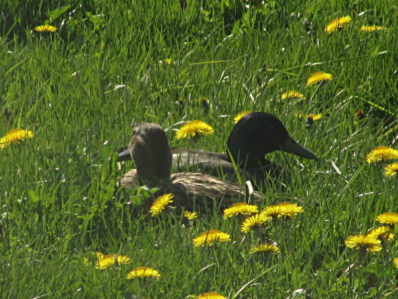 Enten im Mittelstreifen nah