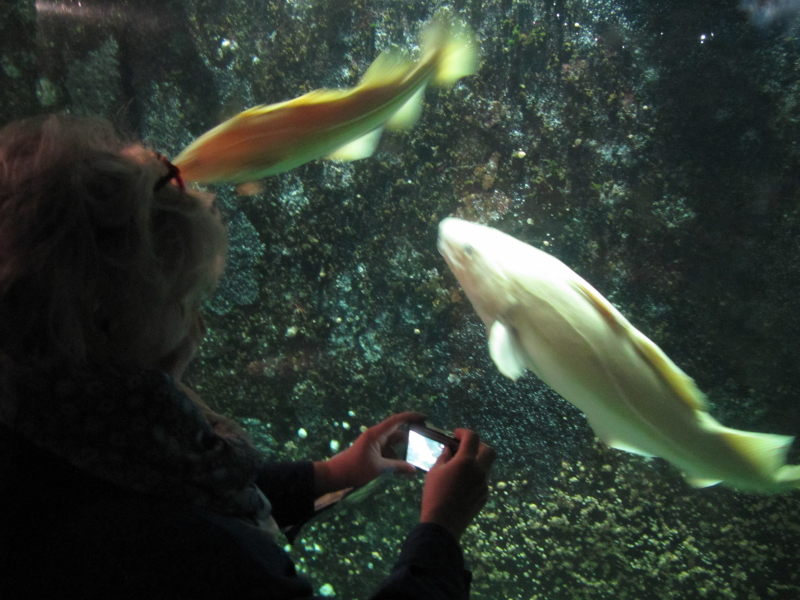 Hirtshals Oceanarium 4