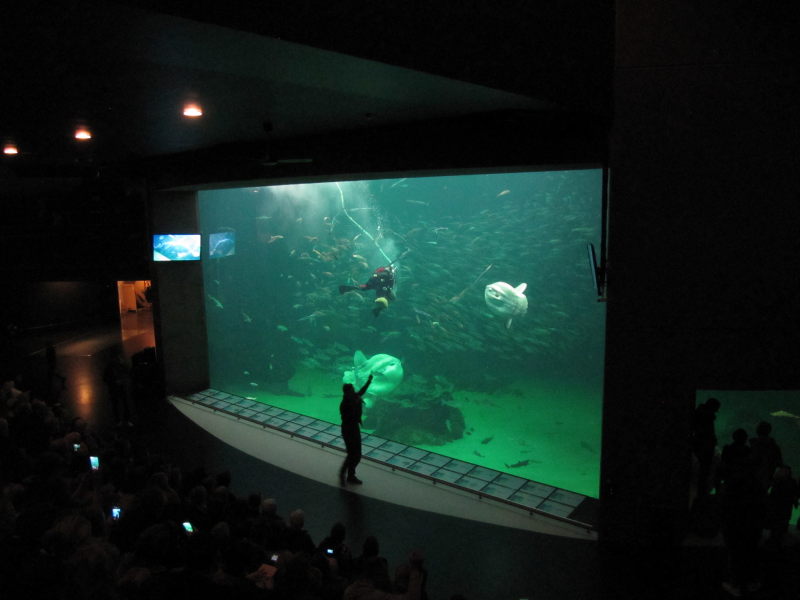 Hirtshals Oceanarium 6