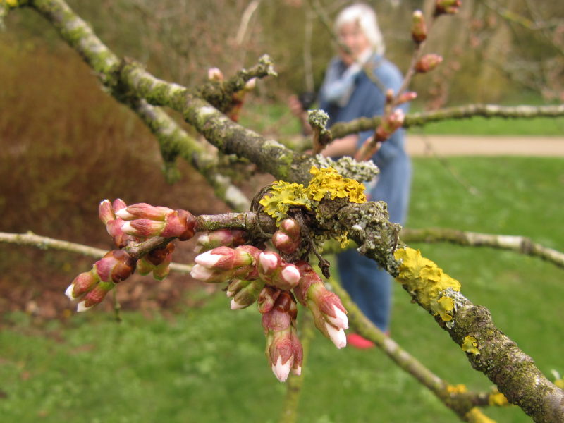 Kolding - Botanischer Garten 6