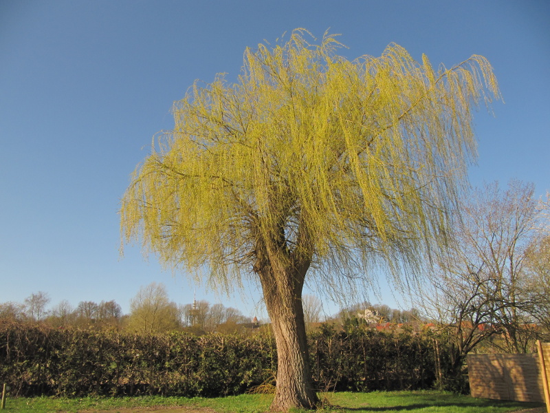 Schöner Baum