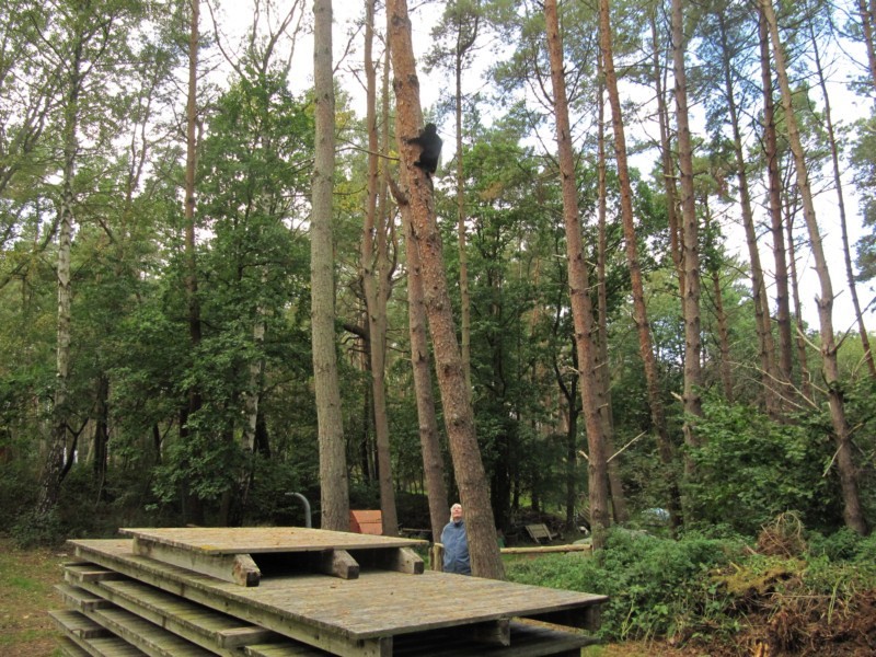 Bernstein im Baum