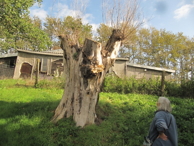 Bilder vom Spaziergang in Bantzelvitz 3