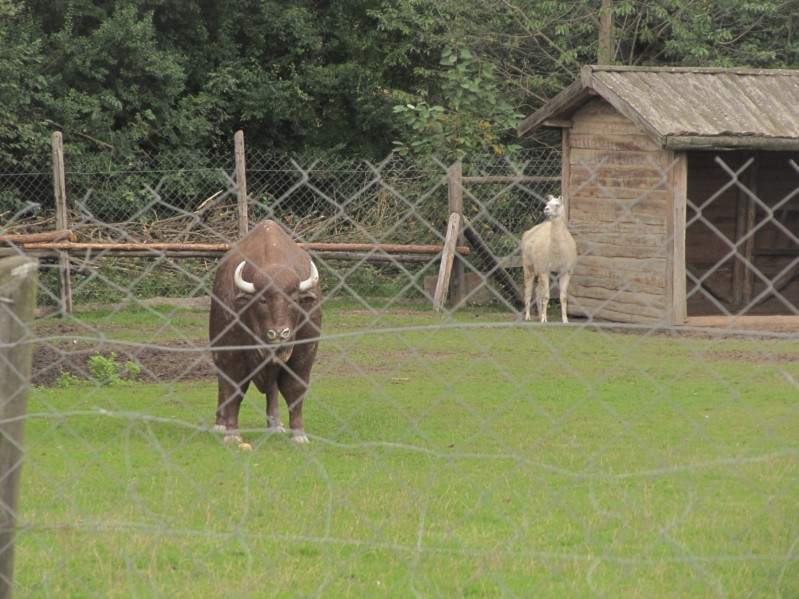 Bilder vom Stadtbummel in Ilawa 2