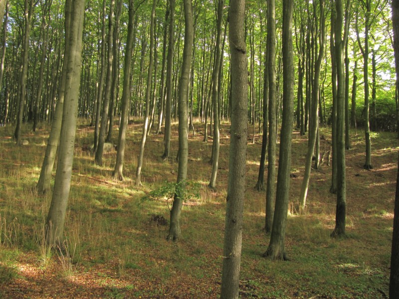 Fußmarsch durch den Nationalpark Jasmund 3