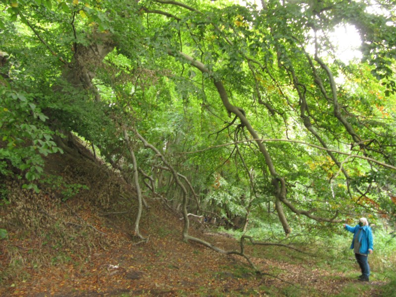 Fußmarsch durch den Nationalpark Jasmund 3